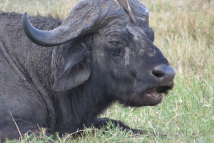 Nairobin kansallispuisto: Auringonnousu- ja auringonlaskukierrokset