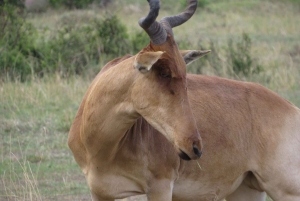 Nairobin kansallispuisto: Auringonnousu- ja auringonlaskukierrokset