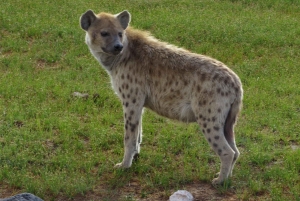 Nairobin kansallispuisto: Auringonnousu- ja auringonlaskukierrokset