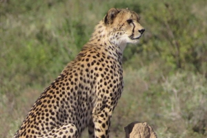 Nairobin kansallispuisto: Auringonnousu- ja auringonlaskukierrokset