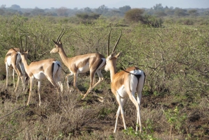 Nairobin kansallispuisto: Auringonnousu- ja auringonlaskukierrokset