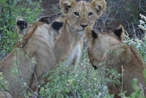 Nairobin kansallispuisto: Auringonnousu- ja auringonlaskukierrokset