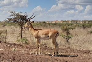 Parco nazionale di Nairobi: un giro di caccia all'alba