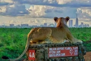 Nairobi nationaal park zonsopgang gamedrive