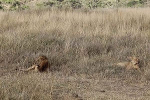 Parc national de Nairobi : options de safaris au lever ou au coucher du soleil