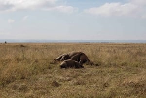 Parc national de Nairobi : options de safaris au lever ou au coucher du soleil