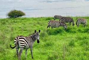 Parc national de Nairobi : options de safaris au lever ou au coucher du soleil