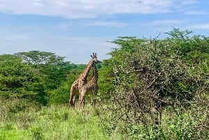 Parc national de Nairobi : options de safaris au lever ou au coucher du soleil