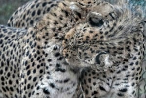 Parc national de Nairobi : options de safaris au lever ou au coucher du soleil