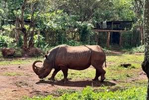 Parc national de Nairobi : options de safaris au lever ou au coucher du soleil