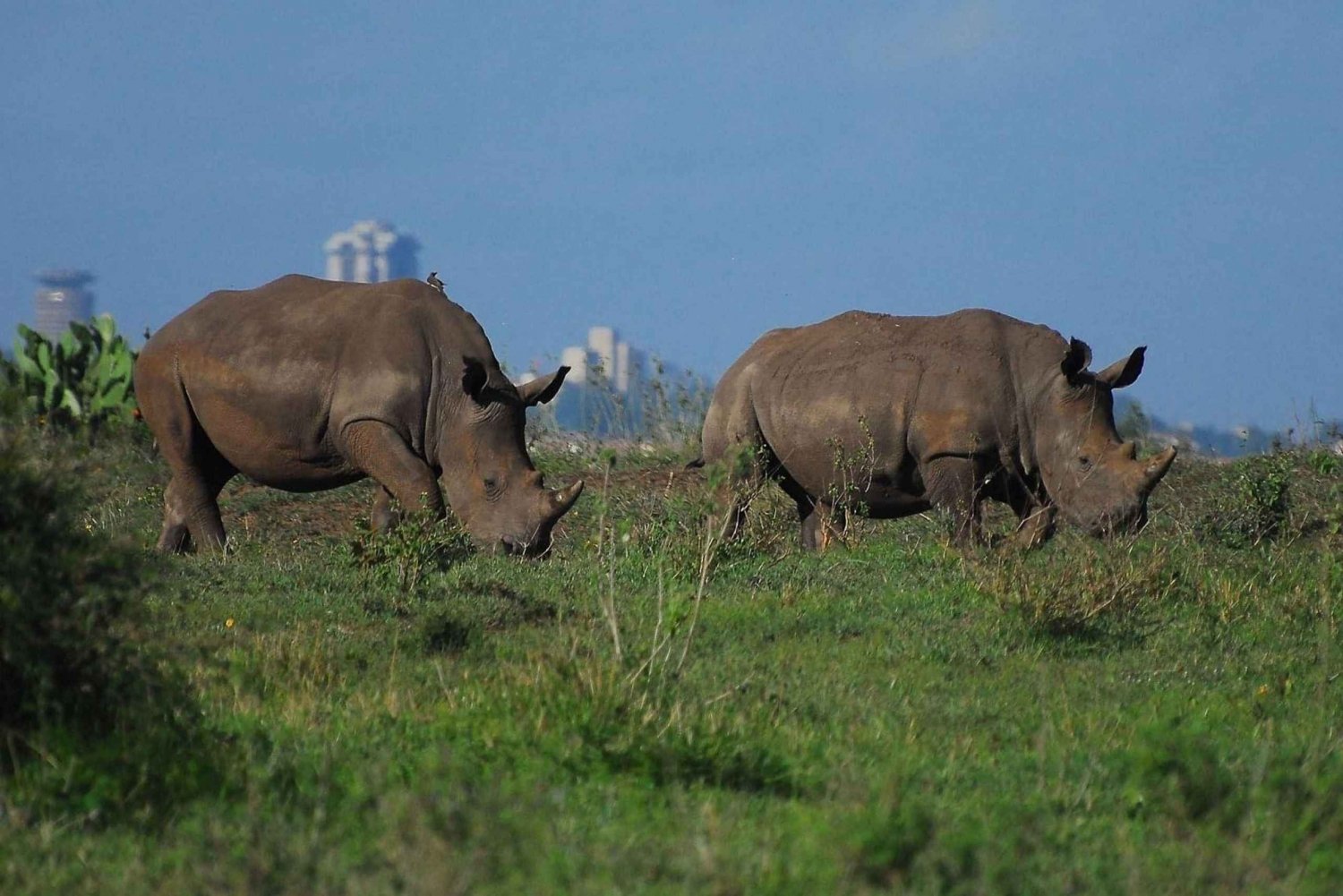 Nairobi-Nationalpark-Tour (inklusive aller Parkeintrittsgebühren)