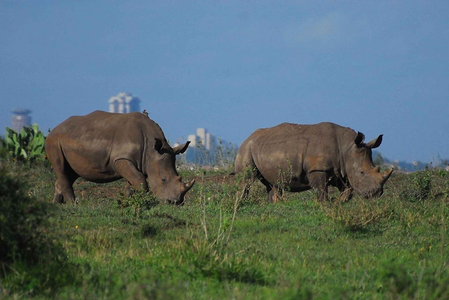 Omvisning i Nairobi nasjonalpark (alle inngangsbilletter til parken inkludert)