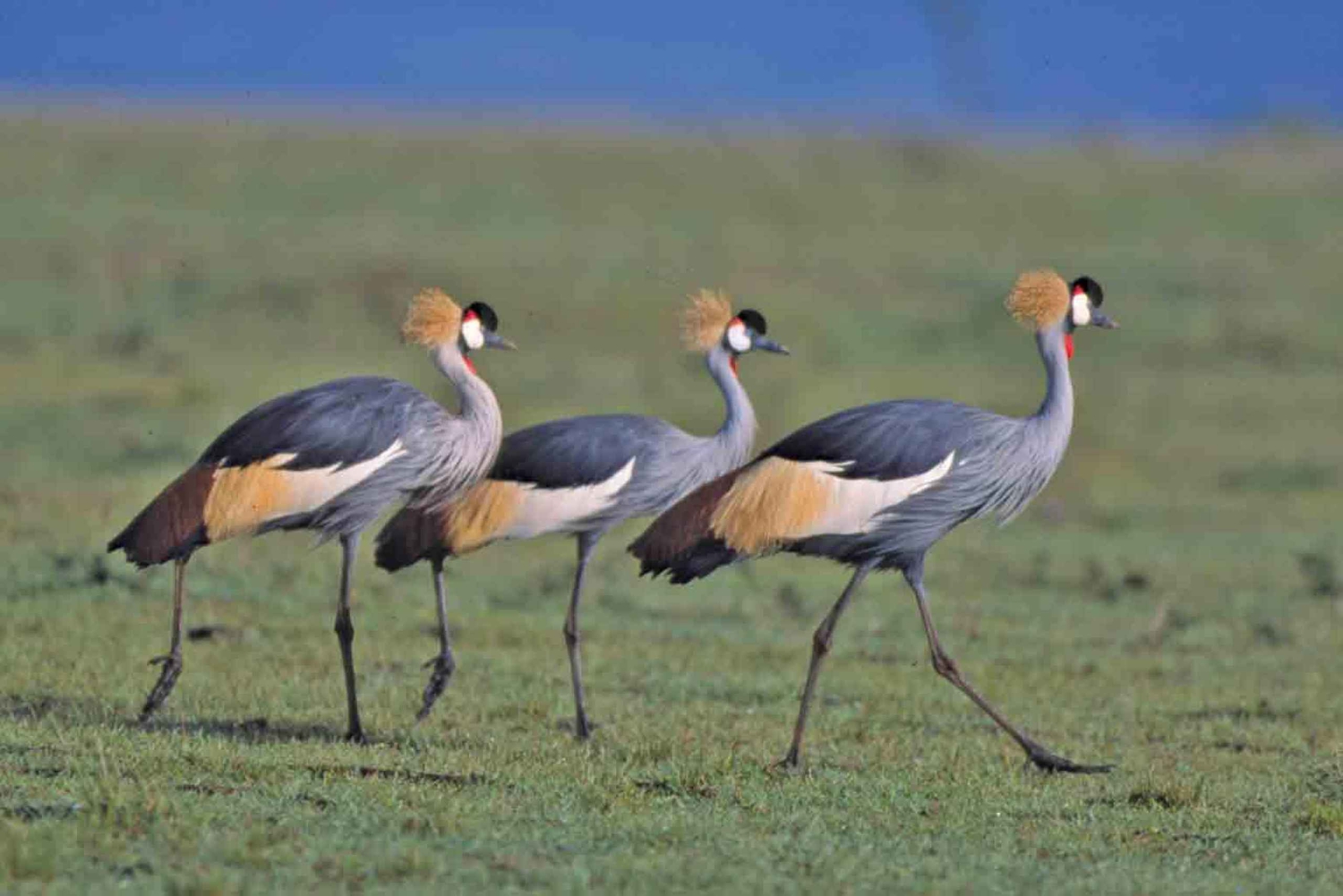 Omvisning i Nairobi nasjonalpark (alle inngangsbilletter til parken inkludert)