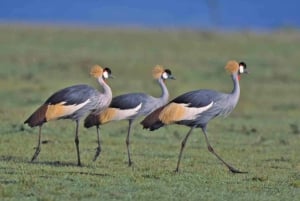 Omvisning i Nairobi nasjonalpark (alle inngangsbilletter til parken inkludert)