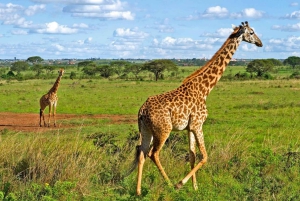 Omvisning i Nairobi nasjonalpark (alle inngangsbilletter til parken inkludert)