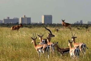 Omvisning i Nairobi nasjonalpark (alle inngangsbilletter til parken inkludert)