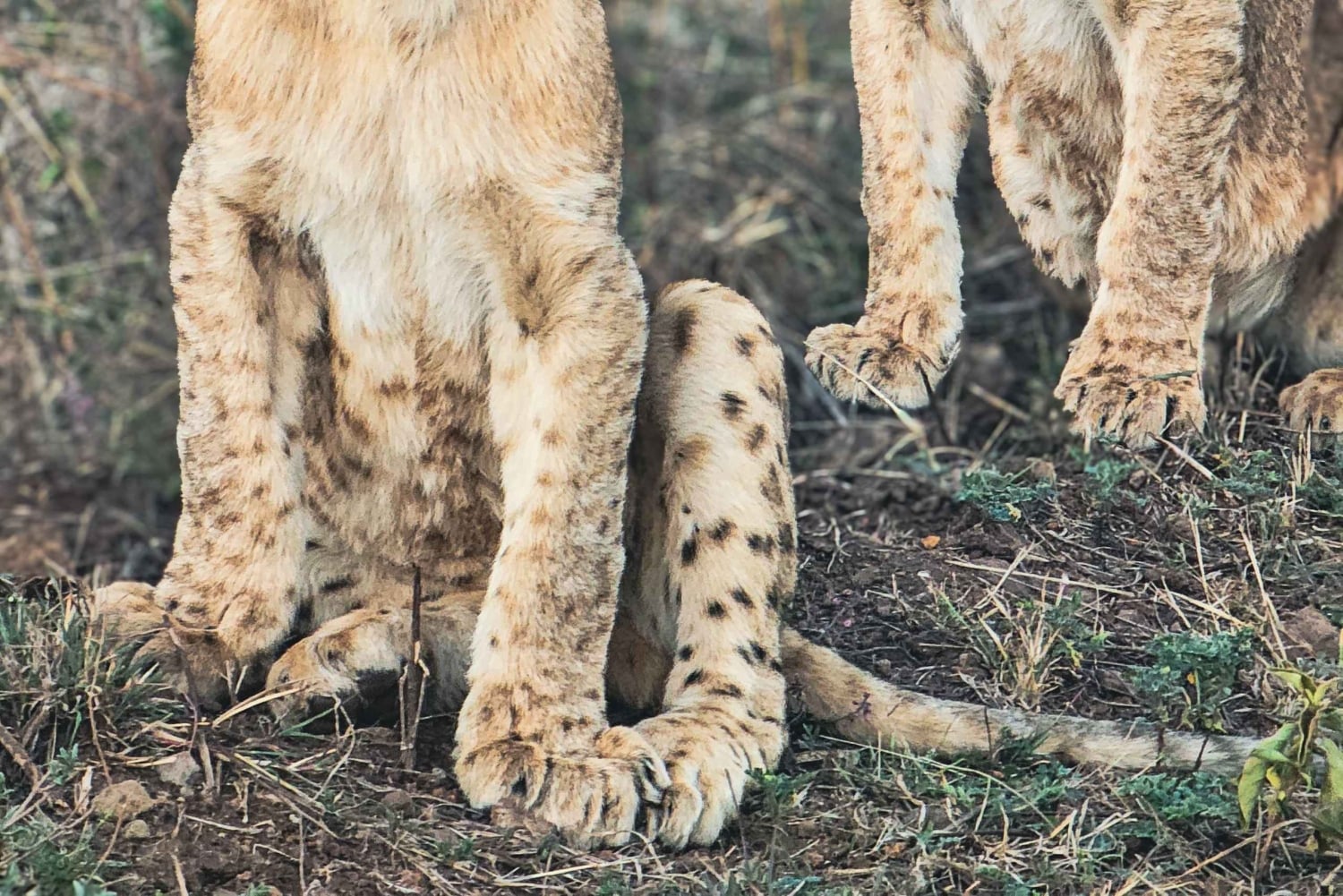 Nairobi: Tur til nasjonalparken