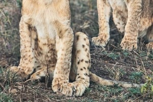 Nairobi: Tur til nasjonalparken