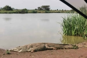 Nairobi: Tur til nasjonalparken