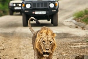 Nairobi: Tur til nasjonalparken