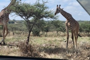 Nairobi: Tur til nasjonalparken