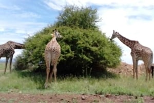 Nairobi National Park Layover Tour: Upphämtning och avlämning på flygplatsen