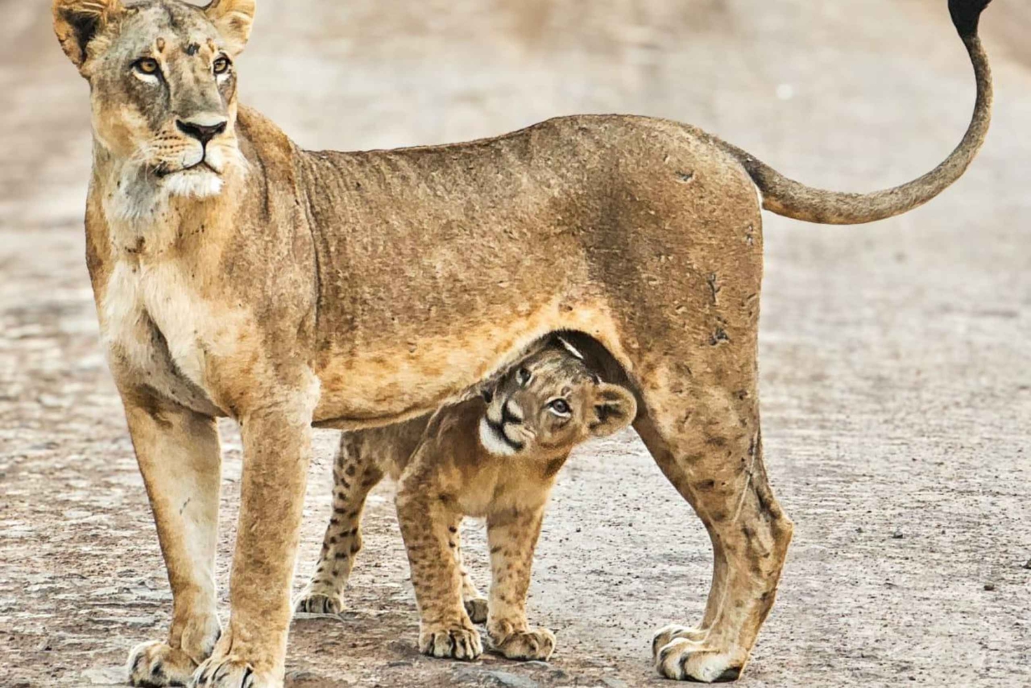 Национальный парк Найроби: экскурсия на полдня