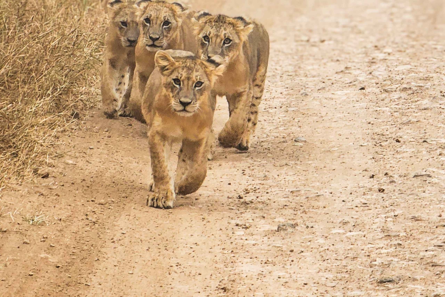 Национальный парк Найроби: экскурсия на полдня