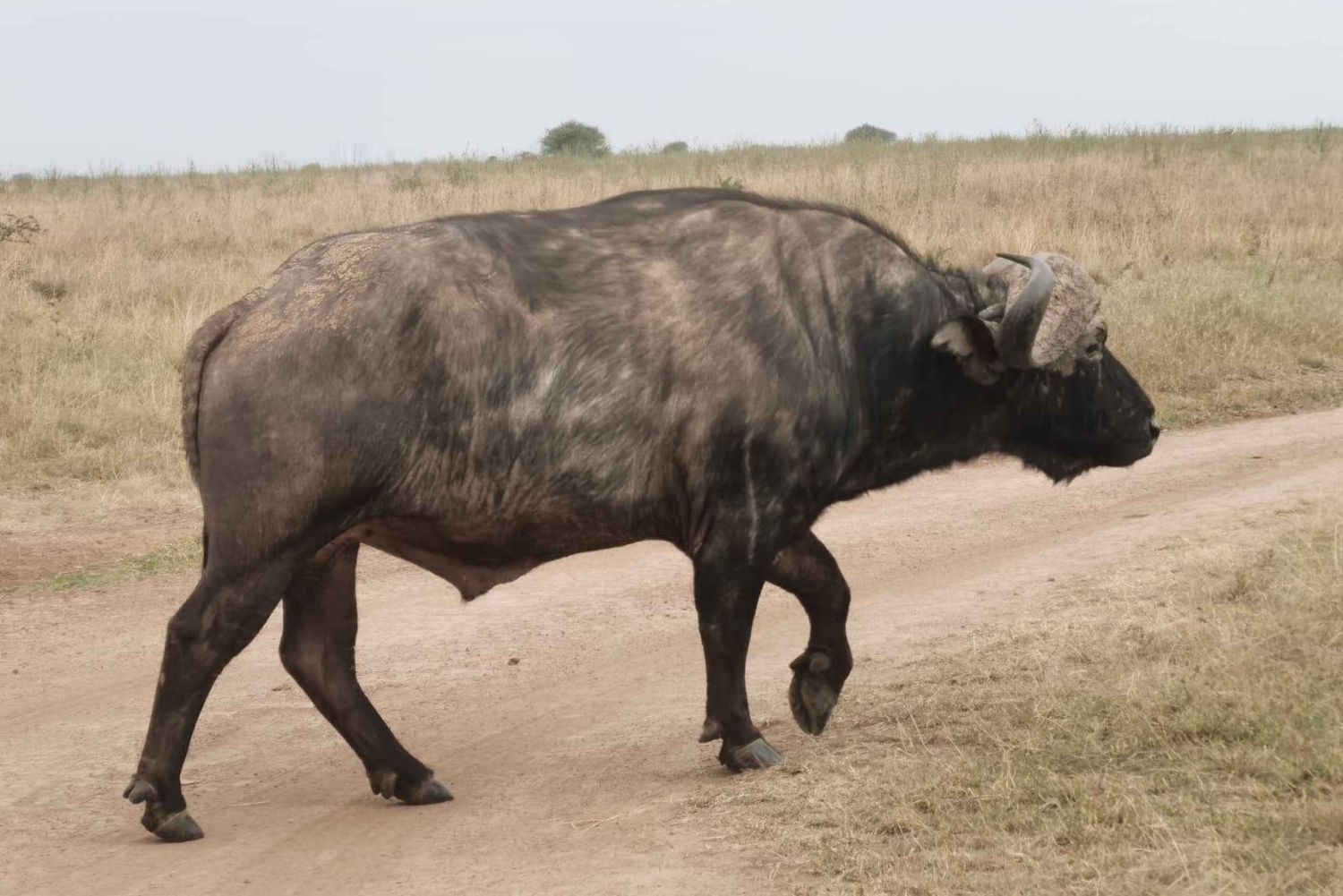 Национальный парк Найроби: экскурсия на полдня