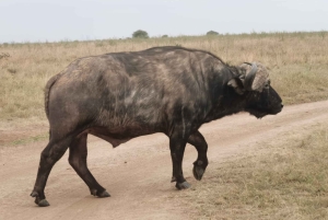 Национальный парк Найроби: экскурсия на полдня