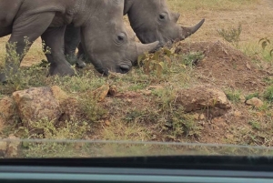 Национальный парк Найроби: экскурсия на полдня