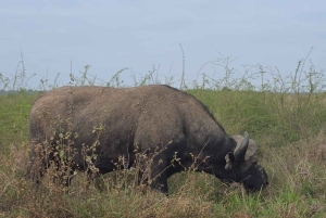 Национальный парк Найроби: экскурсия на полдня