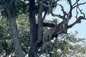 Национальный парк Найроби: экскурсия на полдня
