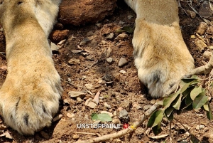 Национальный парк Найроби: экскурсия на полдня