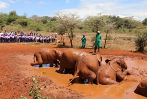 Nairobi National Park Tour Plus Elephant & Giraffe Centers