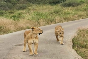 Nairobi National Park Half-Day Tour