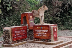 Nairobi National Park Half-Day Tour