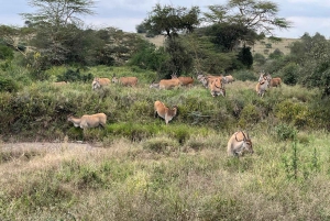 Nairobi National Park Half-Day Tour