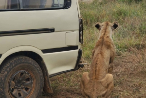 Nairobi National Park Half-Day Tour