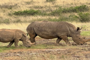 Nairobi National Park Half-Day Tour