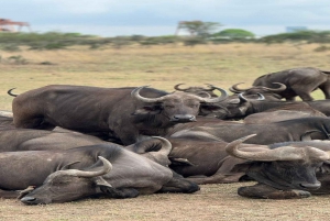 Nairobi National Park Half-Day Tour