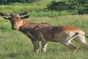 Nairobi National Park Half-Day Tour