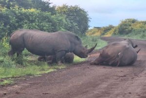 Nairobi National Park Half-Day Tour