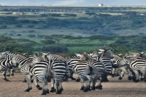 Nairobi National Park Half-Day Tour