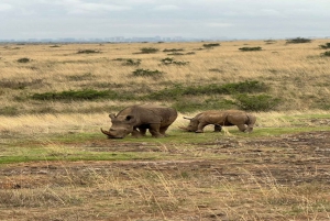 Nairobi National Park Half-Day Tour