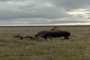 Nairobi National Park Half-Day Tour