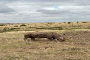 Nairobi National Park Half-Day Tour