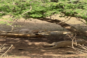 Nairobi National Park Half-Day Tour