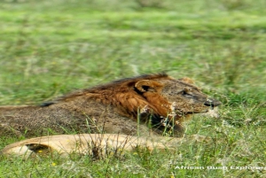 Nairobi National Park Half-Day Tour