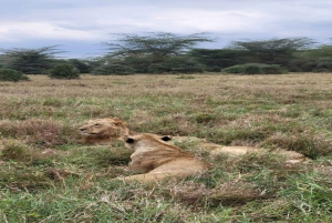 Nairobi National Park Half-Day Tour